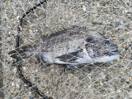 日中のテトラ帯でチヌ狙い